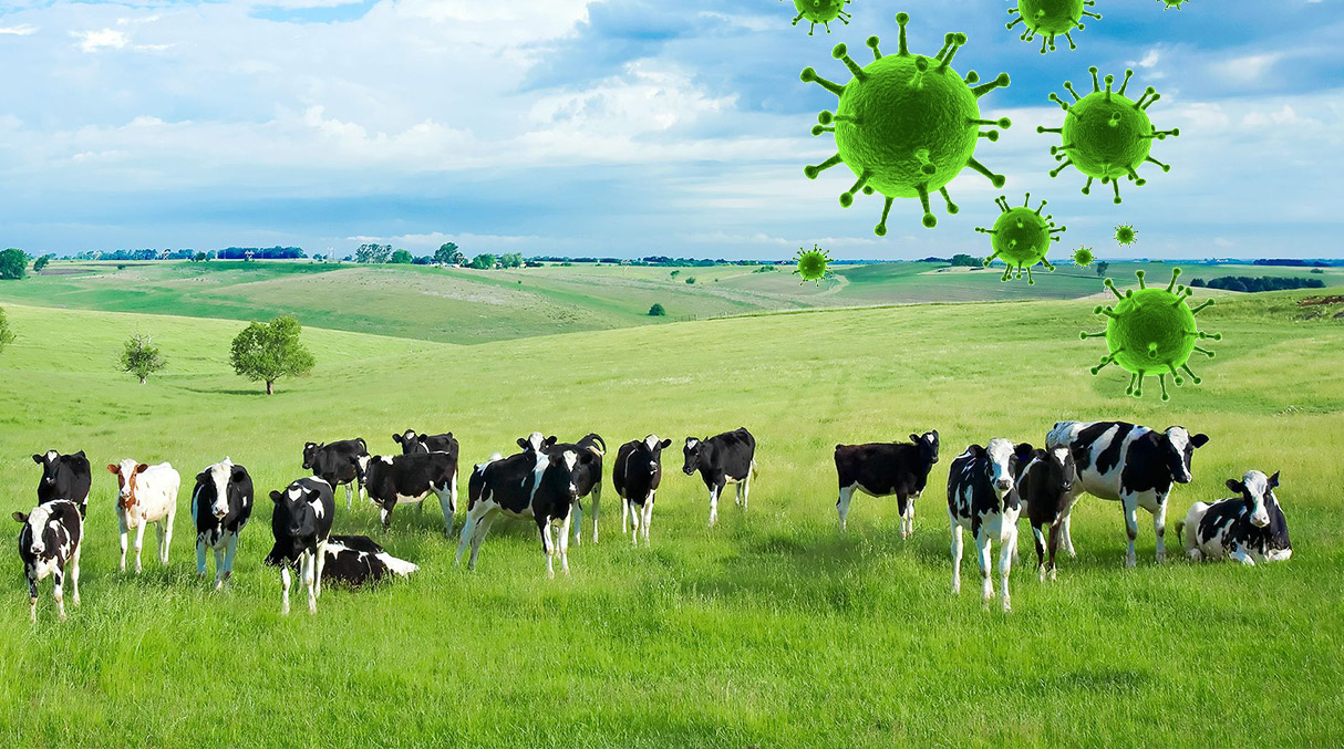 COVID-19 & US Dairy Industry: Analyzing